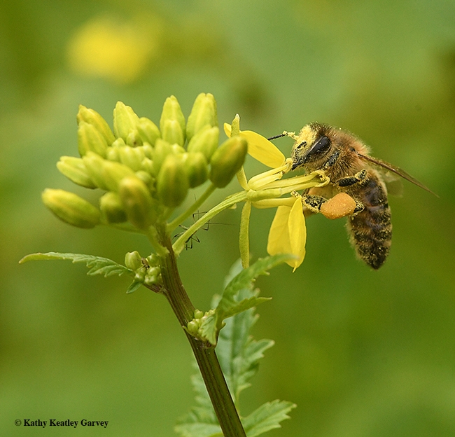 A honey bee foraging on mustard on Sunday, March 18 in Vacaville, Calif. (Photo by Kathy Keatley Garvey)