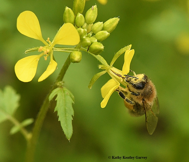 Look closely and you can see the proboscis (tongue) of this honey bee. (Photo by Kathy Keatley Garvey)
