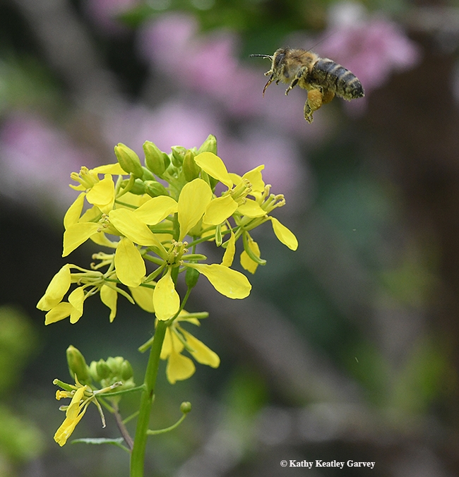 And she's off! A honey bee caught in flight as she leaves a mustard blossom. (Photo by Kathy Keatley Garvey)