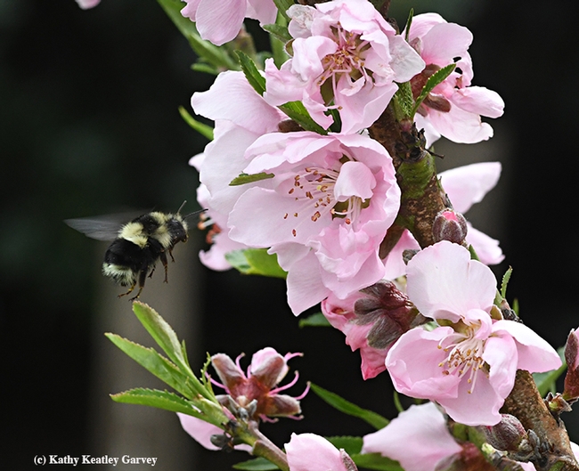 A black-tailed bumble bee, Bombus melanopygus, heads for a nectarine tree in Vacaville, Calif. on March 18. (Photo by Kathy Keatley Garvey)