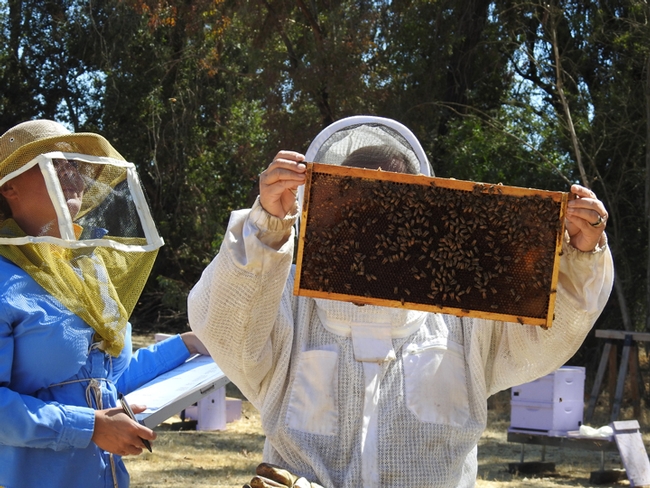 An applicant for California Master Beekeeper examines a frame, while a proctor looks on. (Photo by Kathy Keatley Garvey)