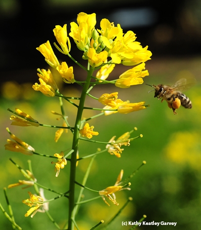Mustard is a favorite cover crop--favorite of farmers and a favorite of honey bees. (Photo by Kathy Keatley Garvey)