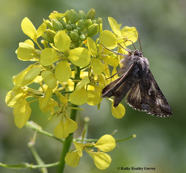 The alfalfa looper moth, Autographa californica, nectaring on mustard blossoms in Vacaville, Calif. (Photo by Kathy Keatley Garvey)