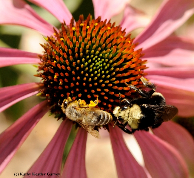 Honey bee and yellow-faced bumble bee, Bombus  vosnesenskii, sharing a coneflower. (Photo by Kathy Keatley Garvey)