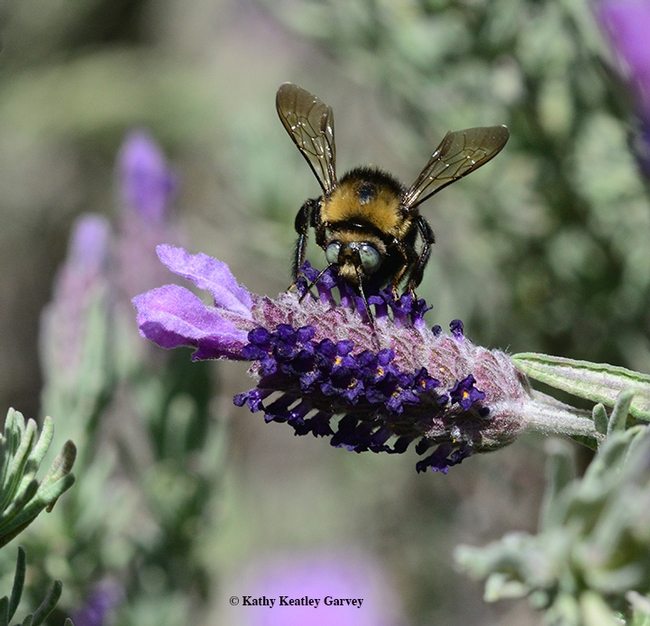 A male mountain carpenter bee, Xyclocopa tabaniformis orpifex, nectaring on Spanish lavender. (Photo by Kathy Keatley Garvey)