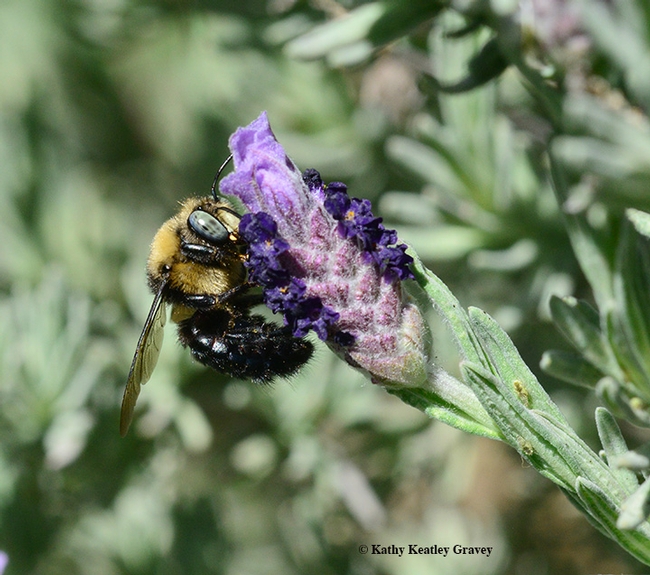 Side view of the male mountain carpenter bee, Xyclocopa tabaniformis orpifex, nectaring on Spanish lavender. (Photo by Kathy Keatley Garvey)