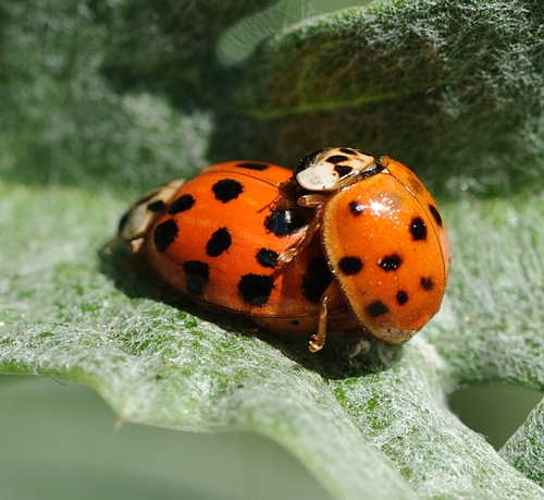Same Ladybugs