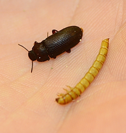 A darkling beetle adult and larva. (Photo by Kathy Keatley Garvey)