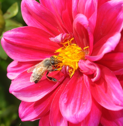 Honey Bee on Zinnia