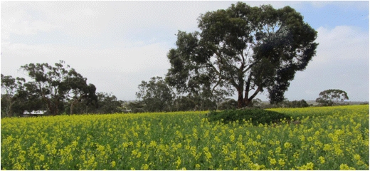 A canola field in Western Australia showing tree lines and an isolated tree island which serve as environmental edges. (Photo by Dustin Severtson, former graduate student of Christian Nansen)