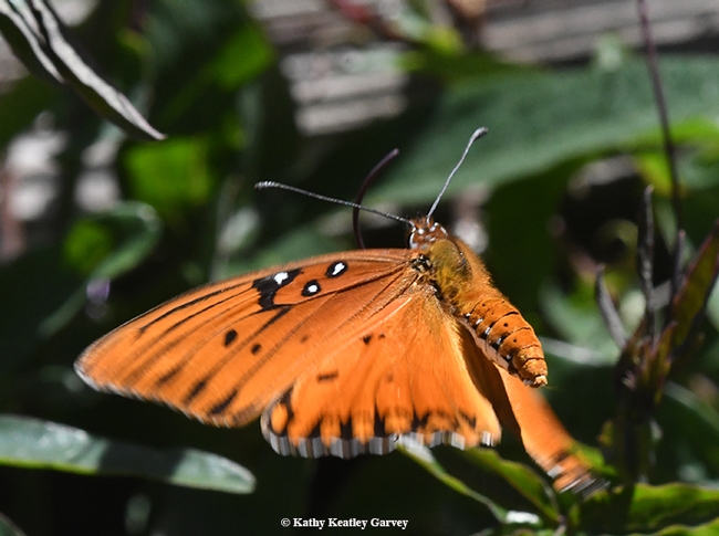 The Gulf Fritillary checks out the host plant. (Photo by Kathy Keatley Garvey)