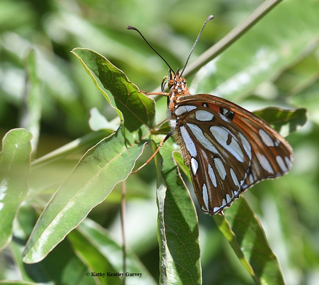 Sideview of a Gulf Fritillary showing its silver-spangled underwings. (Photo by Kathy Keatley Garvey)