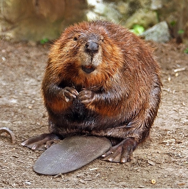 American beaver, courtesy of Steve Hersey, Wikipedia