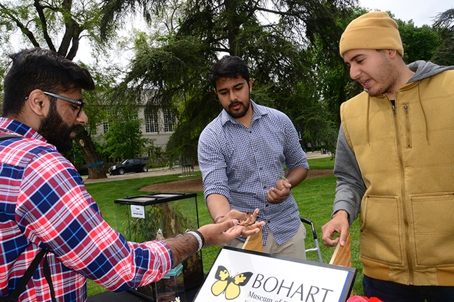 UC Davis student Valeed Aziz (left), who is majoring in neurology, physiology and behavior, admires a walking sticks. With him are Bohart associates Lohit Garikipati (center) and Diego Rivera. (Photo by Kathy Keatley Garvey)