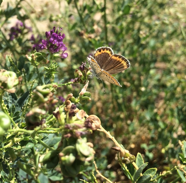 The Melissa blue butterfly, either Lycaeides melissa or Plebejus melissa, basking on an alfalfa plant. (Photo by Matt Forister)