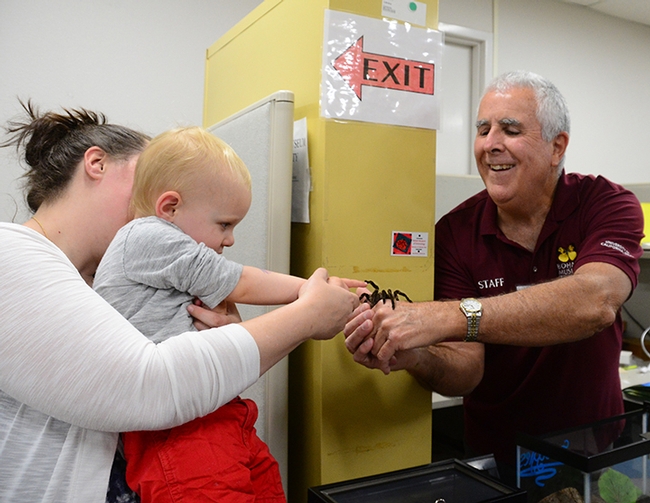 Two-year-old Teddy Owens of Davis, held by his mother, Dina Owens, high-fives Snuggles, the rose-haired tarantula, held by entomologist and Bohart associate Jeff Smith. (Photo by Kathy Keatley Garvey)