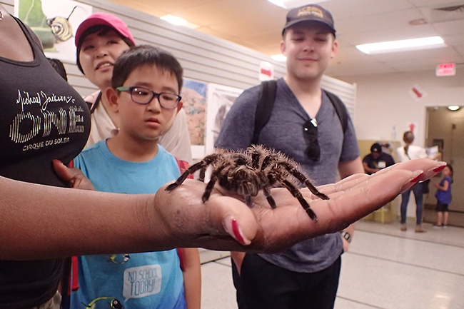 Quite a handful! Visitors at the Bohart Museum of Entomology's open house on Picnic Day watch Snuggles, a rose-haired tarantula. (Photo by Kathy Keatley Garvey)
