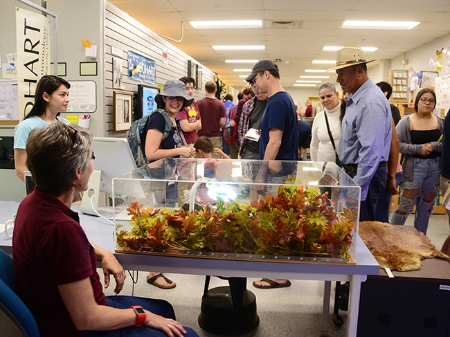 Visitors check out the beaver/beetle display at the Bohart Museum of Entomology. In the foreground is Lynn Kimsey, museum director and UC Davis professor. At far left is undergraduate student Ivana Satre. (Photo by Kathy Keatley Garvey)