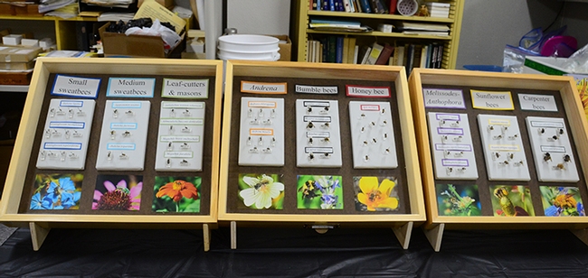 The bee display encompassed honey bees, bumble bees, sweat bees, sunflower bees and more. (Photo by Kathy Keatley Garvey)