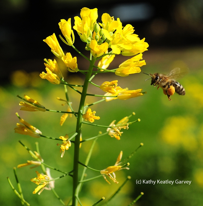 The honey bee heads straight for the mustard. (Photo by Kathy Keatley Garvey)