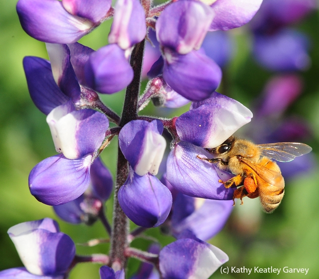 Sometimes you can't get close enough to get a selfie of a bee foraging in flowers, such as this pollen-packing bee on lupine. But at the California Honey Festival, you can get photos of yourself with Miss Honey Bee. (Photo by Kathy Keatley Garvey)