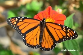 UC Davis community ecologist Louie Yang does research on monarchs. This is a male monarch nectaring on Mexican sunflower, Tithonia, in Vacaville, Calif. (Photo by Kathy Keatley Garvey)