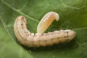 A parasitized tomato fruitworm, the insect studied in the Felton lab. (Photo by Nick Sloff, Pennsylvania State University)
