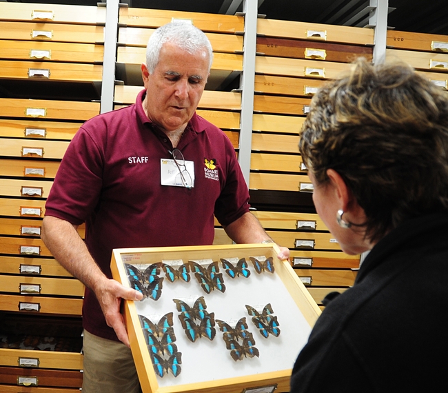 Entomologist Jeff Smith, curator of the butterfly and moth specimens at the Bohart Museum of Entomology, enjoys showing insects. (Photo by Kathy Keatley Garvey)