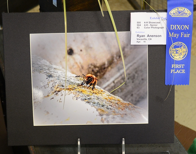 Beekeeper Ryan Anenson, 16, of the Tremont 4-H Club, Dixon, took this blue-ribbon winner, close-up of a bee. Overlapping the photo are plant leaves. (Photo by Kathy Keatley Garvey)