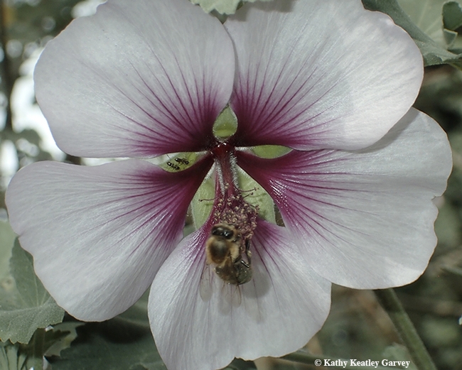 A honey bee foraging in mallow at the UC Davis Arboretum. (Photo by Kathy Keatley Garvey)