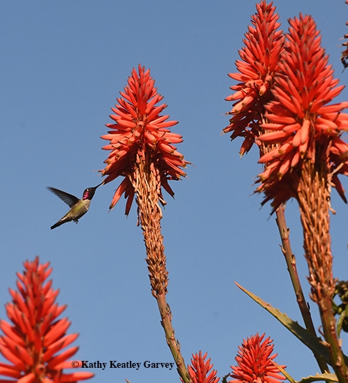 Hummingbird gathering nectar on aloe. (Photo by Kathy Keatley Garvey)