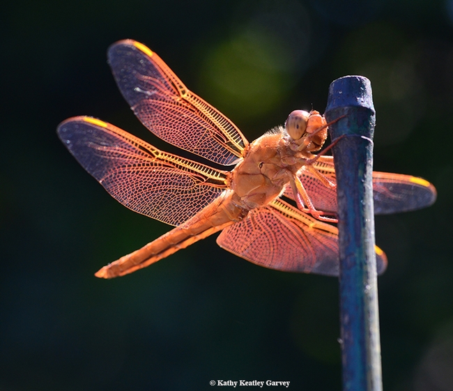 A brisk breeze stirs the wings of a flameskimmer dragonfly. (Photo by Kathy Keatley Garvey)