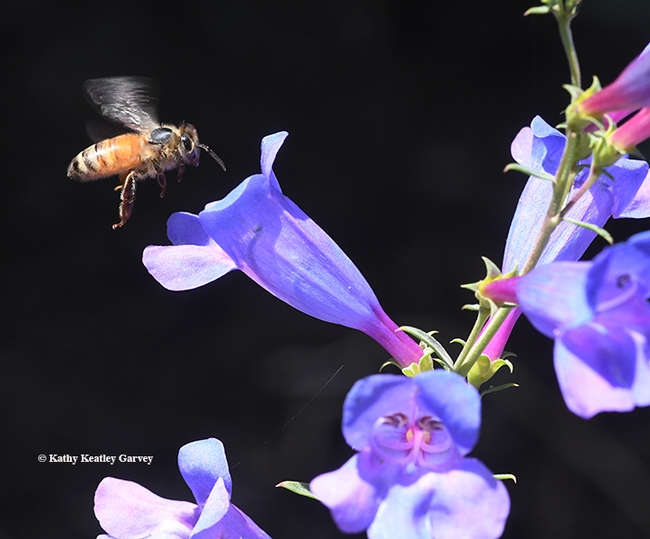 A honey bee approaches a Penstemon  Margarita BOP. BOP? That means 