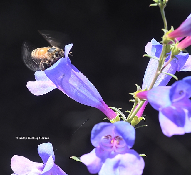The honey bee enters the long tube of the Penstemon. (Photo by Kathy Keatley Garvey)