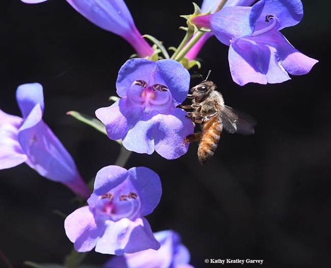 A honey bee foraging on the Penstemon Margarita BOP. (Photo by Kathy Keatley Garvey)