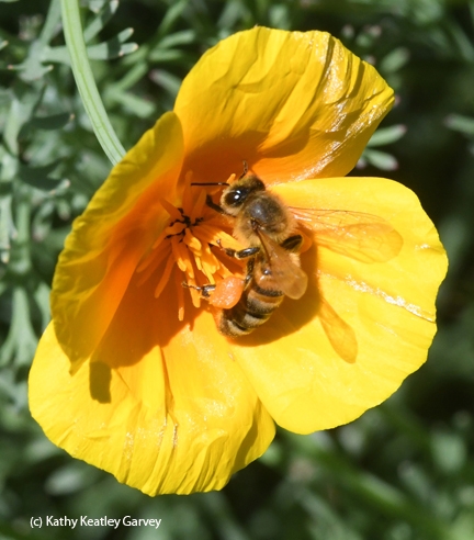A honey bee gathering pollen on a California golden poppy. (Photo by Kathy Keatley Garvey)