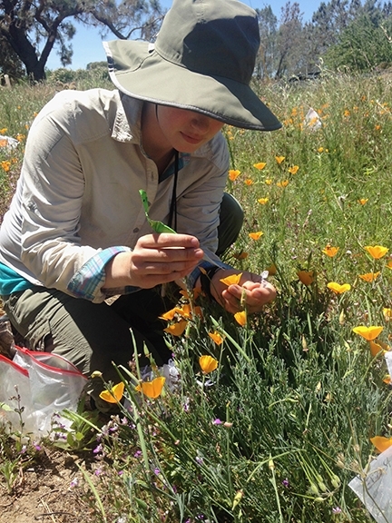 Doctoral student and pollination ecologist Maureen Page working in a field of California golden poppies.