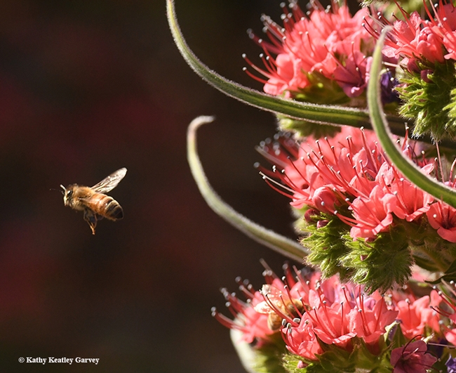 Time to head home to the colony and unload the nectar and pollen. (Photo by Kathy Keatley Garvey)