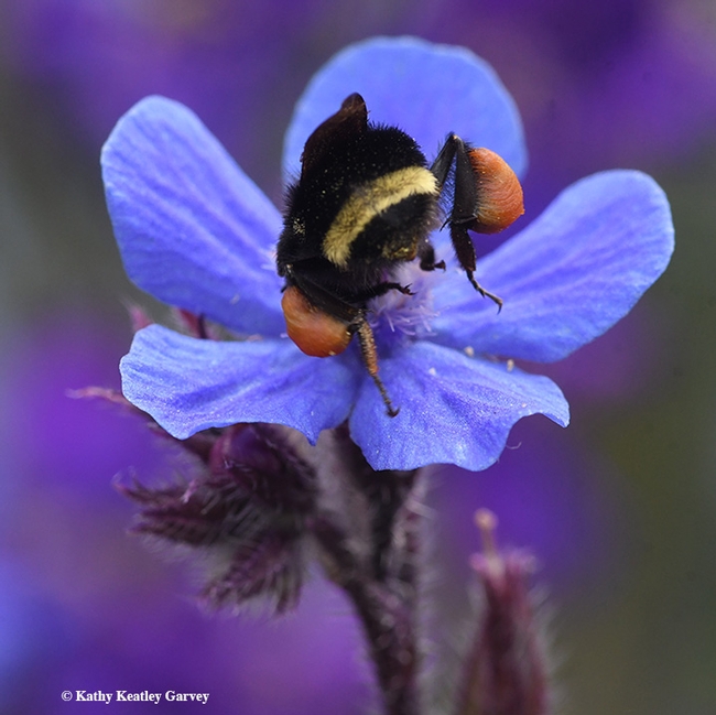 Check out this pollen load of a yellow-faced bumble bee, Bombus vosnesenskii, foraging on Anchusa azurea at Annie's Annuals and Perennials, Richmond. (Photo by Kathy Keatley Garvey)