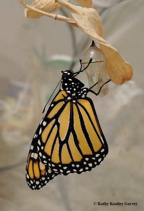 A newly eclosed monarch butterfly. (Photo by Kathy Keatley Garvey)