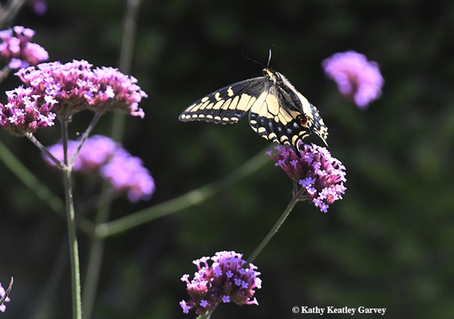 Butterfly ballet! Bees startled this Anise Swallowtail that was nectaring on Verbena. (Photo by Kathy Keatley Garvey)