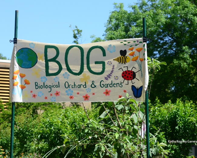 The Biological Orchard and Gardens (BOG) sign features floral and insect designs. It's located by the Mann Laboratory, UC Davis campus. (Photo by Kathy Keatley Garvey)
