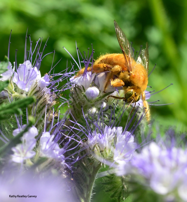 A male Valley carpenter bee, (Xylocopa varipuncta) forages on  phacelia. (Photo by Kathy Keatley Garvey)