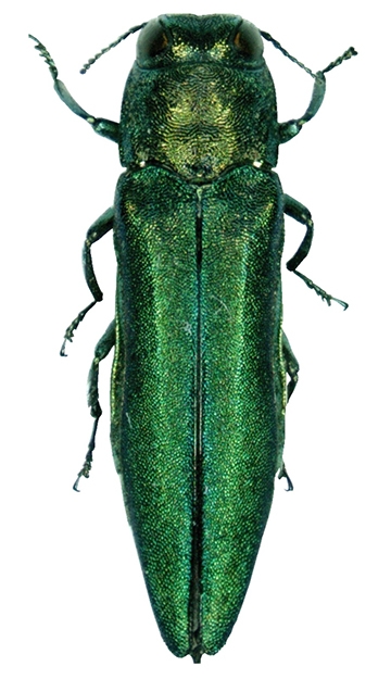 Emerald ash borer, Agrilus planipennis. (Wikipedia: Pennsylvania Department of Conservation and Natural Resources)