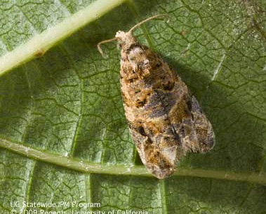 European grapevine moth. (Photo by Jack Kelly Clark, UC IPM)