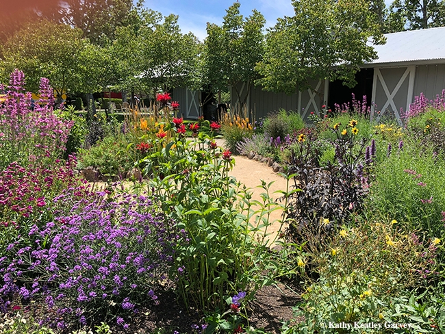 This is an overview of part of Kate Frey's pollinator garden at Sonoma Cornerstone. (Photo by Kathy Keatley Garvey)