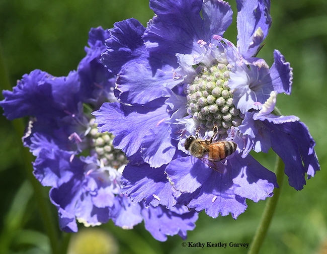 This honey bee can't get enough of Scabiosa 