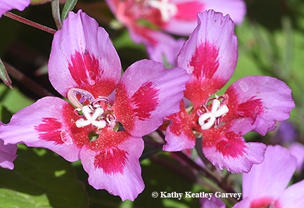These colorful flowers are Clarkia rubicunda. (Photo by Kathy Keatley Garvey)