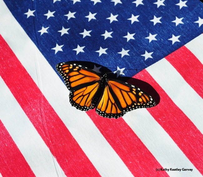 A majestic monarch butterfly, an icon, on an American flag. (Photo by Kathy Keatley Garvey)