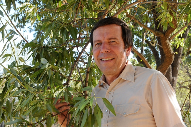 Frank Zalom, distinguished professor of entomology at UC Davis (shown here in an almond orchard) is the newly selected editor-in-chief of the Journal of Economic Entomology. (Photo by Kathy Keatley Garvey)